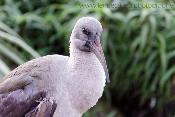 lenisecalleja.photography.zaw01