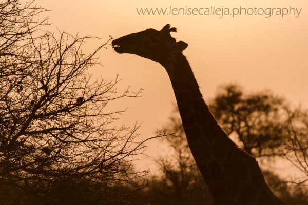 lenisecalleja.photography.zaw06
