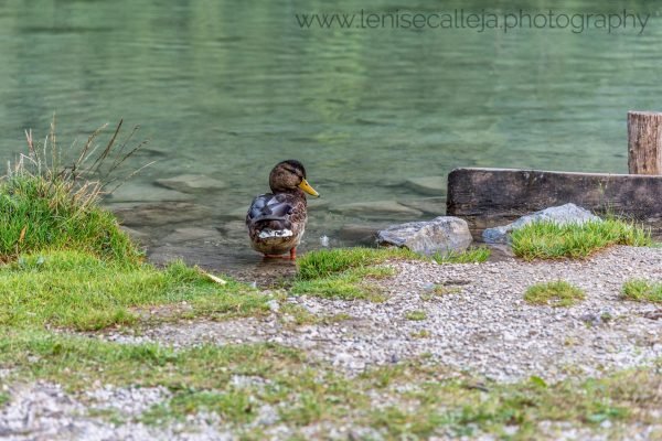 lenisecalleja.photography.it299