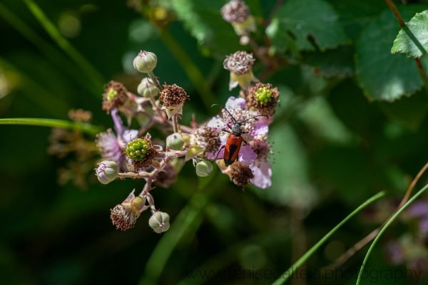 lenisecalleja.photography.fr146