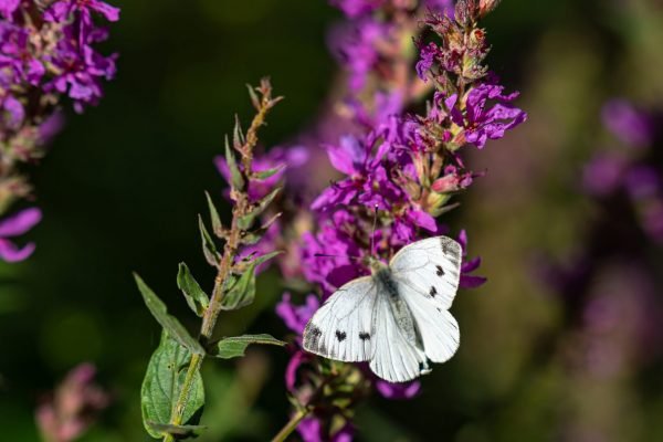 lenisecalleja.photography.pl28