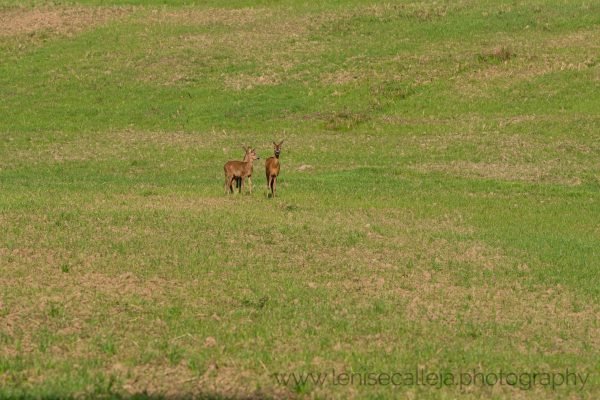 lenisecalleja.photography.pl42